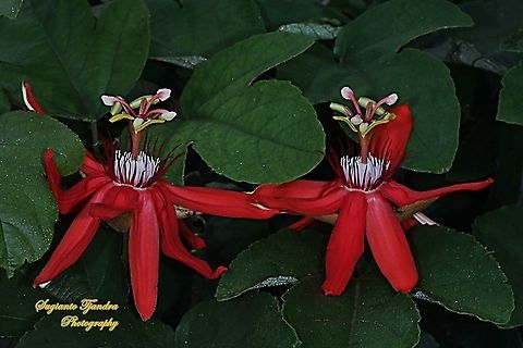 The Crimson Passion Flowers, Passiflora Vitifolia (Passifloraceae)  Crimson passion flower,Fall,Geotagged,Indonesia,Passiflora vitifolia