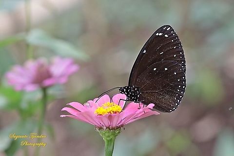 Blue-banded king crow, Euploea eunice eunice  Blue-banded king crow,Euploea eunice,Fall,Geotagged,Indonesia