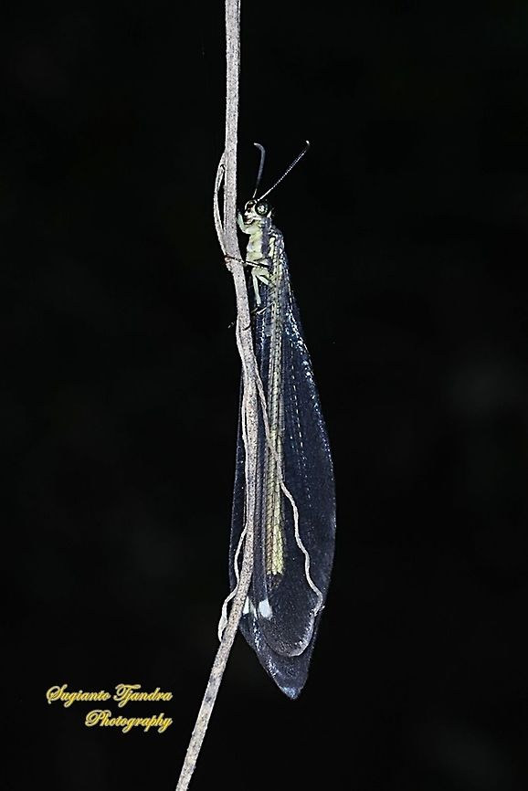 Antlion lacewings, Myrmeleontidae  Fall,Geotagged,Indonesia