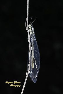 Antlion lacewings, Myrmeleontidae  Fall,Geotagged,Indonesia
