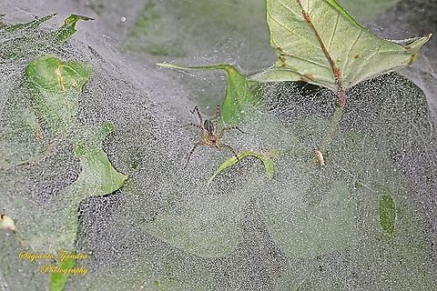 Lawn Wolf Spider, Hippasa holmerae,family Lycosidae  Fall,Geotagged,Hippasa holmerae,Indonesia,Lawn Wolf Spider