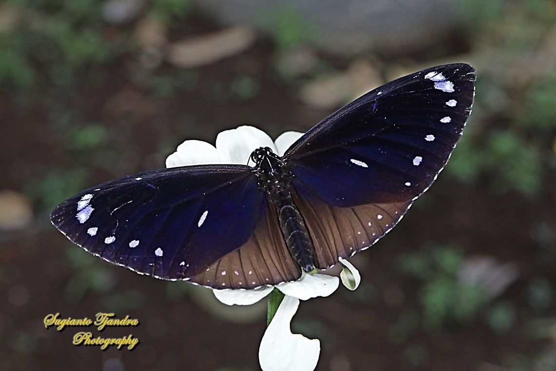 Blue-banded king crow, Euploea eunice eunice "upperside"  Blue-banded king crow,Euploea eunice,Fall,Geotagged,Indonesia