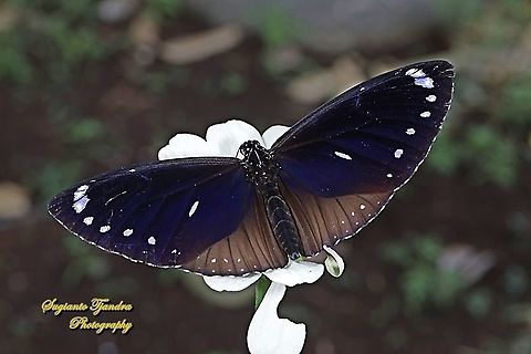 Blue-banded king crow, Euploea eunice eunice "upperside"  Blue-banded king crow,Euploea eunice,Fall,Geotagged,Indonesia
