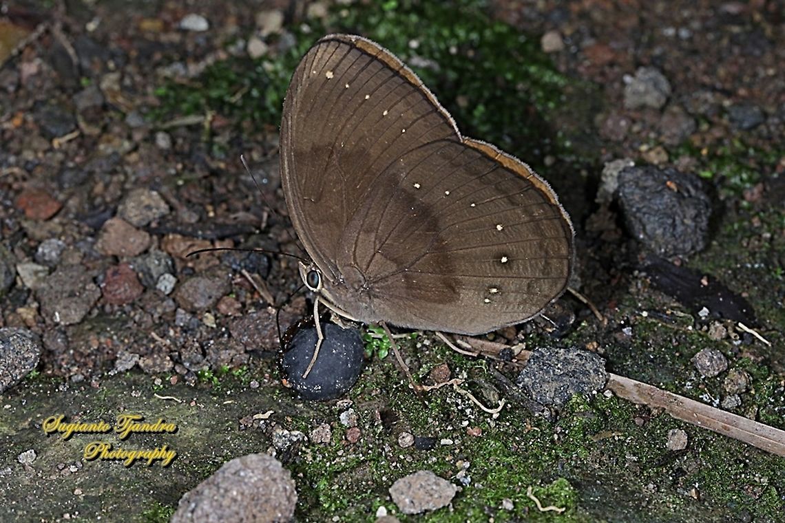 The Common Faun, Faunis canens canens  Common faun,Fall,Faunis canens,Geotagged,Indonesia