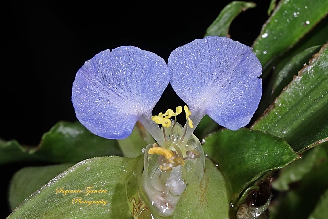 The Asiatic dayflower, Commelina communis  Asiatic dayflower,Commelina communis,Fall,Geotagged,Indonesia