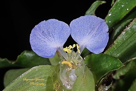 The Asiatic dayflower, Commelina communis  Asiatic dayflower,Commelina communis,Fall,Geotagged,Indonesia