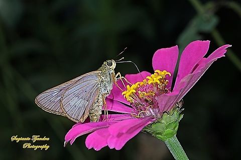Plain Palm Dart, Cephrenes acalle - female "sucking nectar on the Zinnia flower"  Cephrenes acalle,Fall,Geotagged,Indonesia,Plain palm dart