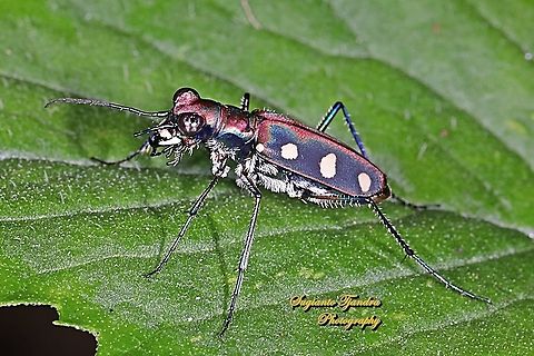 Golden-spotted Tiger Beetle, Cicindela aurulenta flavomaculata, family Carabidae  Cicindela aurulenta,Fall,Geotagged,Golden-spotted tiger beetle,Indonesia