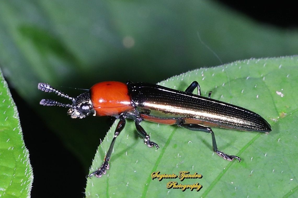 Lizard Beetle, Languriinae, family Erotylidae  Fall,Geotagged,Indonesia