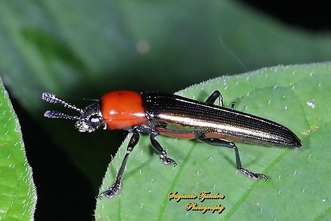 Lizard Beetle, Languriinae, family Erotylidae  Fall,Geotagged,Indonesia