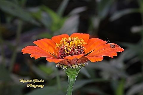 A tiny flower mantis Nymph - Creobroter Sp "standing on the Zinnia flower"  Fall,Geotagged,Indonesia