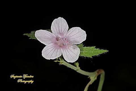 Caesar weed flower, Urena lobata  Caesarweed,Fall,Geotagged,Indonesia,Urena lobata