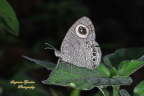 The baby fivering butterfly, Ypthima philomela philomela  Baby fivering,Fall,Geotagged,Indonesia,Ypthima philomela