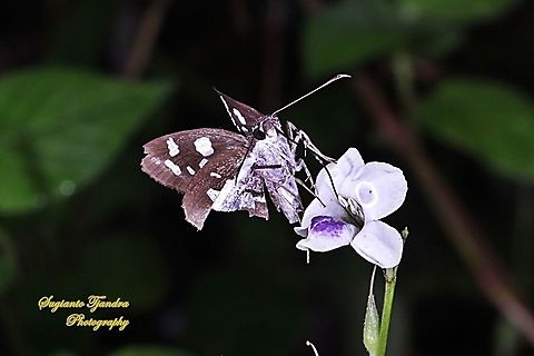 Grass Demon Butterfly,  Udaspes folus. "sucking nectar on the Chinese Violet Weed flower, Asystasia gangetica"  Fall,Geotagged,Indonesia,Udaspes folus