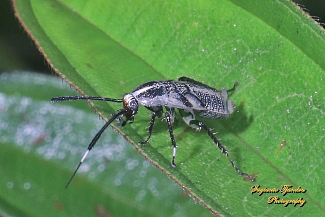 Bush cockroach nymph  Fall,Geotagged,Indonesia