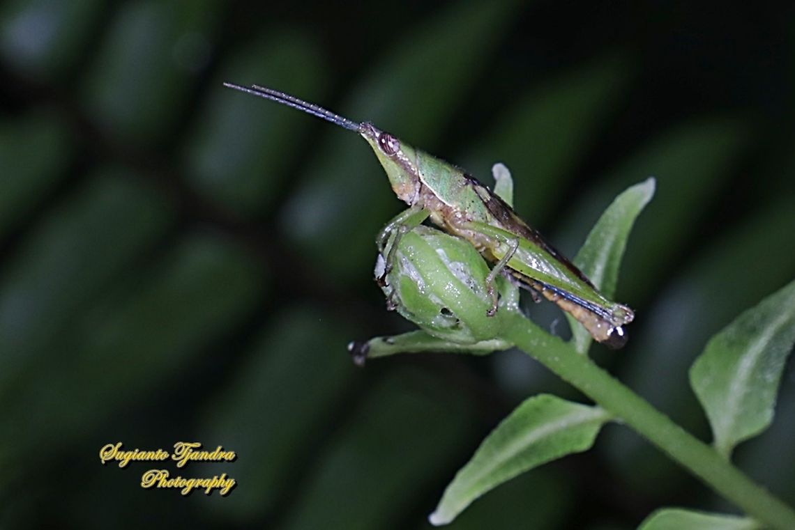 Grasshopper, Atractomorpha, family Pyrgomorphidae  Fall,Geotagged,Indonesia