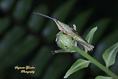 Grasshopper, Atractomorpha, family Pyrgomorphidae  Fall,Geotagged,Indonesia