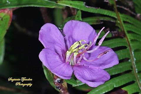 Senduduk/Malabar melastoma, Melastoma malabathricum (family Melastomataceae)  Fall,Geotagged,Indonesia,Malabar melastome,Melastoma malabathricum