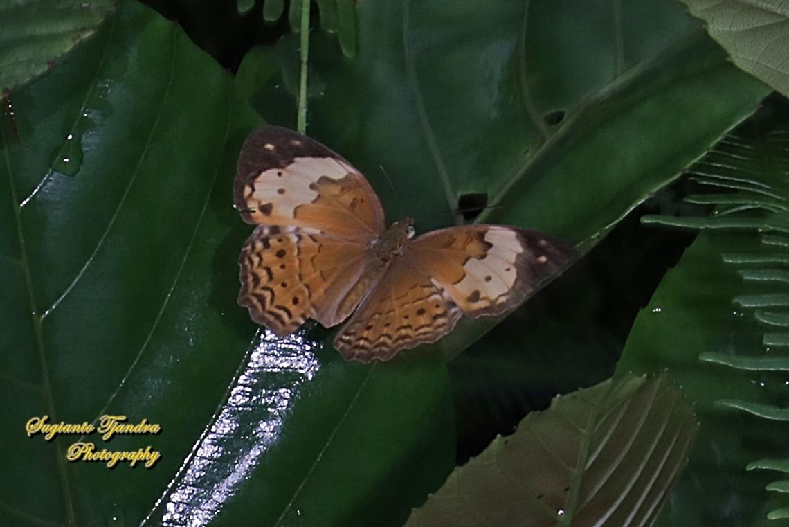 The rustic, Cupha erymanthis  Cupha erymanthis,Fall,Geotagged,Indonesia,Rustic