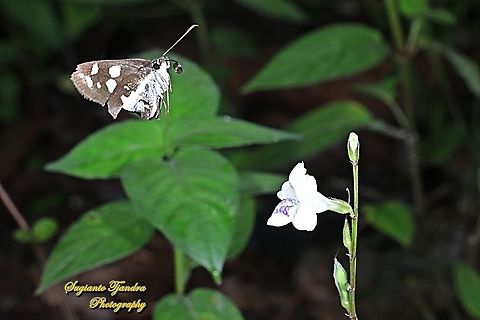 Grass Demon Butterfly,  Udaspes folus. "flying on to the Chinese Violet Weed flower, Asystasia gangetica"  Fall,Geotagged,Indonesia,Udaspes folus