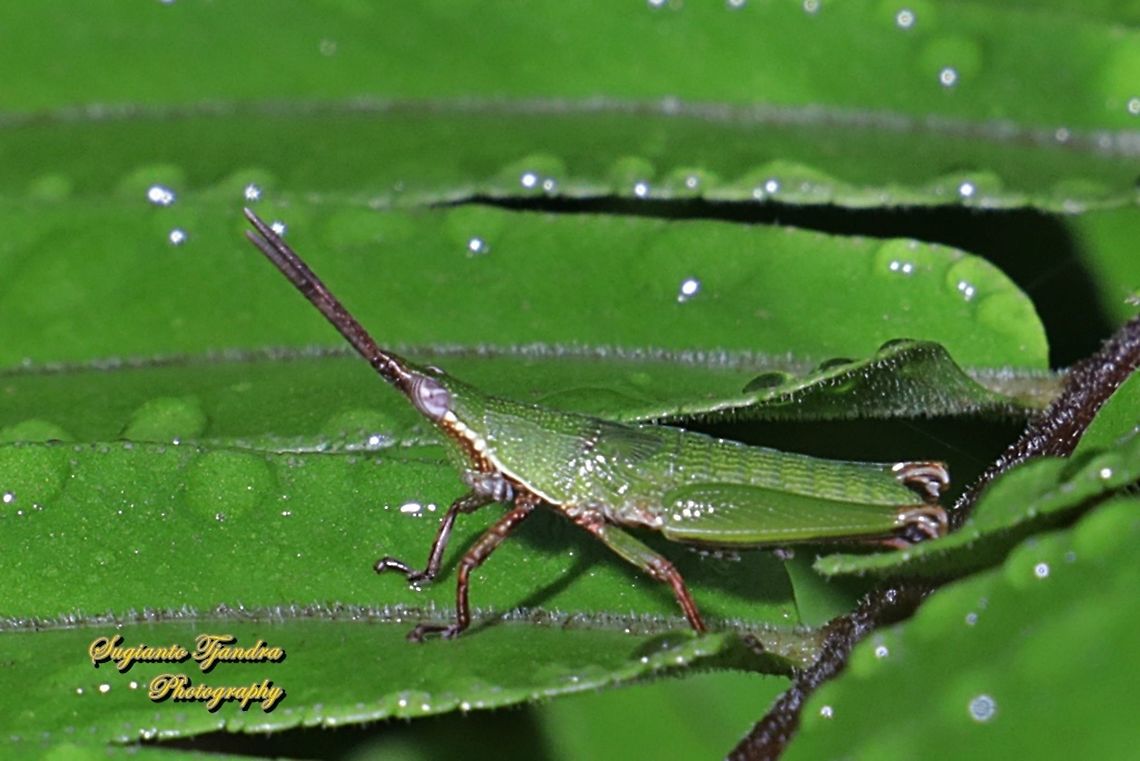 Grasshopper, Atractomorpha, family Pyrgomorphidae  Fall,Geotagged,Indonesia