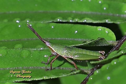 Grasshopper, Atractomorpha, family Pyrgomorphidae  Fall,Geotagged,Indonesia