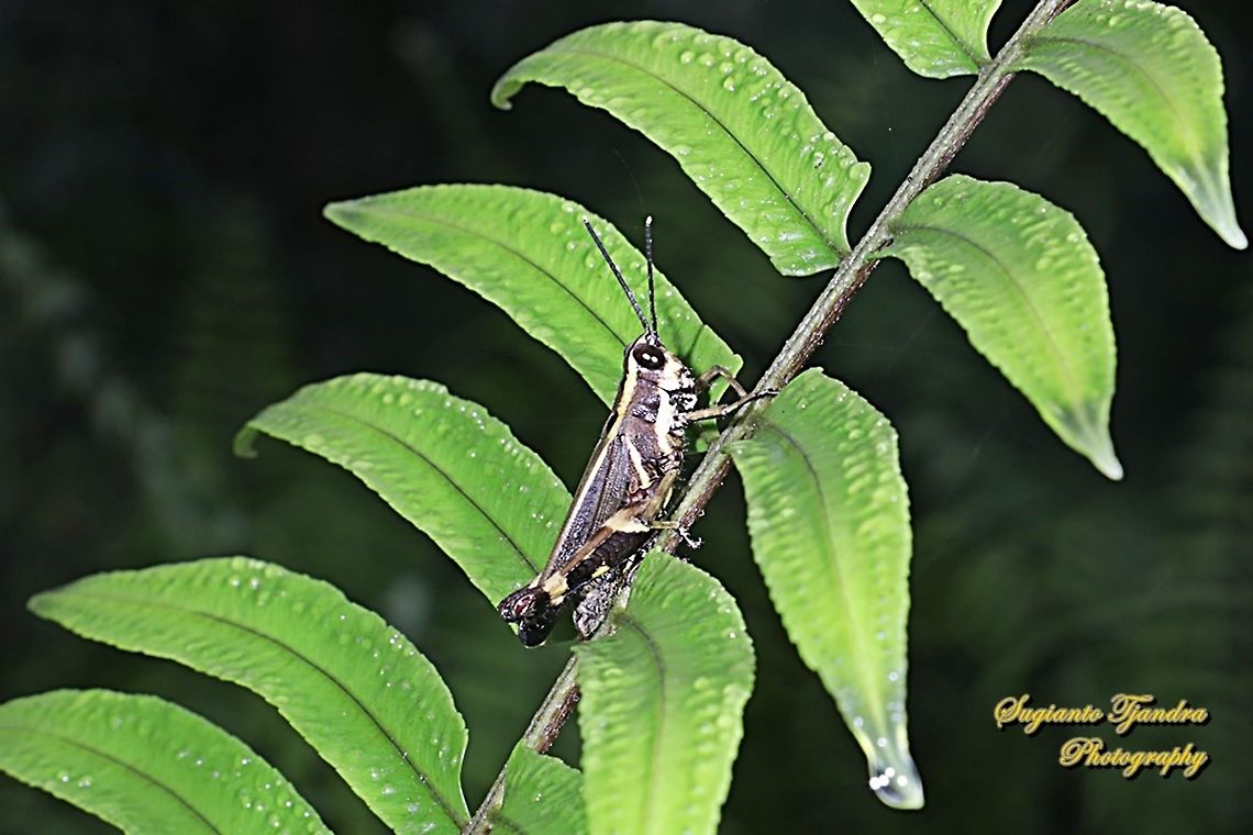 Black Forest Grasshopper, Traulia azureipennis  Fall,Geotagged,Indonesia,Traulia azureipennis
