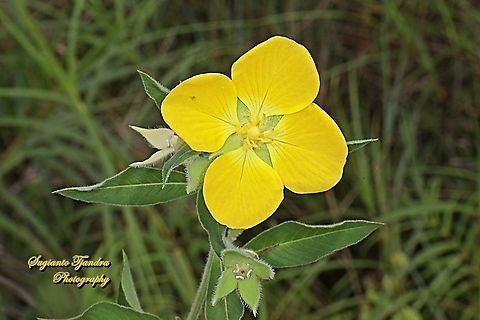 Peruvian primrose-willow, Ludwigia peruviana  Fall,Geotagged,Indonesia,Ludwigia peruviana,Peruvian Primrose Willow