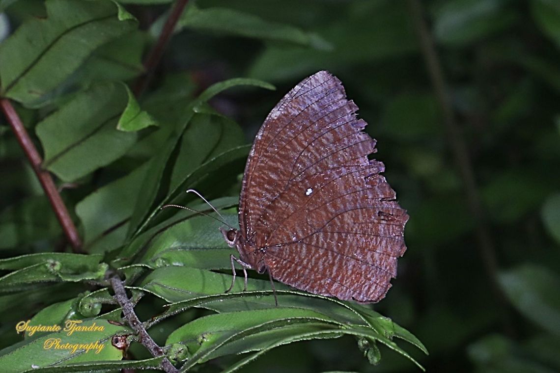Common Palmfly Butterfly (Elymnias hypermnestra)  Common Palmfly,Elymnias hypermnestra,Fall,Geotagged,Indonesia