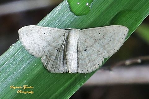 Scopula Moth, Geometridae  Fall,Geotagged,Indonesia