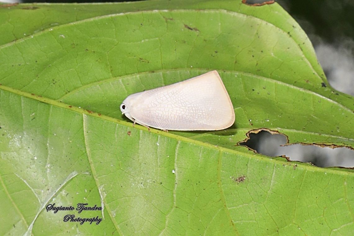 Flatid planthopper, Flatidae  Fall,Geotagged,Indonesia