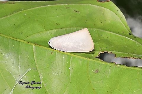 Flatid planthopper, Flatidae  Fall,Geotagged,Indonesia