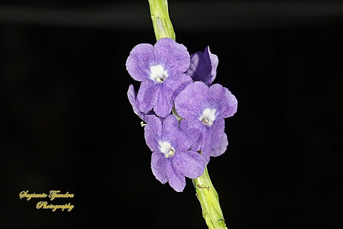Bunga Pecut Kuda/Blue Snakeweed (Stachytarpheta jamaicensis)  Blue porterweed,Fall,Geotagged,Indonesia,Stachytarpheta jamaicensis