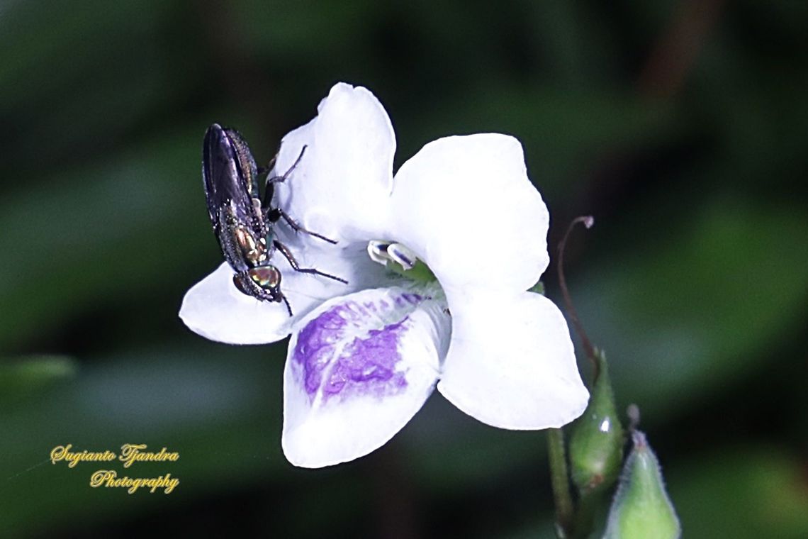 Nose fly, Rhiniidae  Fall,Geotagged,Indonesia