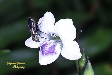 Nose fly, Rhiniidae  Fall,Geotagged,Indonesia