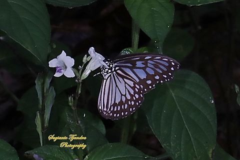 Blue Glassy Tiger Butterfly, Ideopsis vulgaris "sucking nectar on the Chinese Violet Weed flower, Asystasia gangetica"  Blue Glassy Tiger,Fall,Geotagged,Ideopsis vulgaris,Indonesia