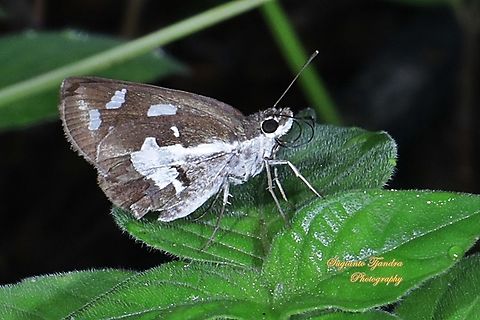 Grass Demon Butterfly,  Udaspes folus  Fall,Geotagged,Grass demon,Indonesia,Udaspes folus