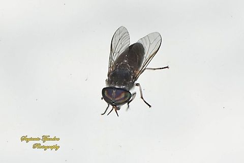 Horse fly, Tabanidae  Fall,Geotagged,Indonesia