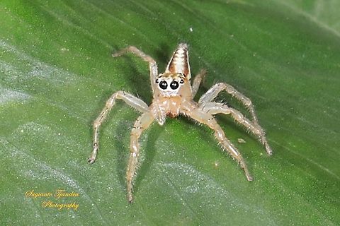 Jumping Spider, Telamonia festiva, family Salticidae  Fall,Geotagged,Indonesia,Telamonia festiva