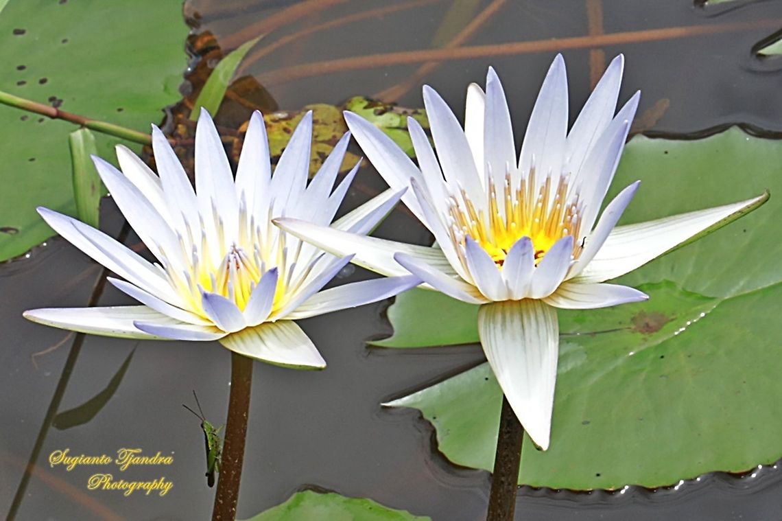 Bluish white water lily flowers, Nymphaea nouchali, Nymphaeaceae  Fall,Geotagged,Indonesia,Nymphaea nouchali