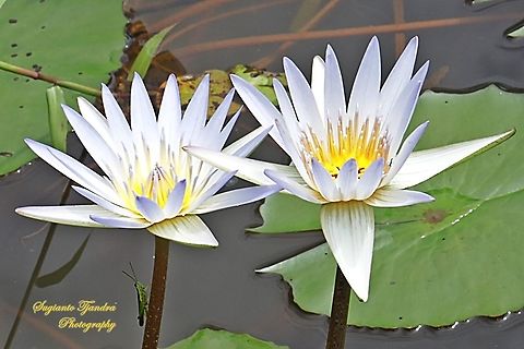 Bluish white water lily flowers, Nymphaea nouchali, Nymphaeaceae  Fall,Geotagged,Indonesia,Nymphaea nouchali