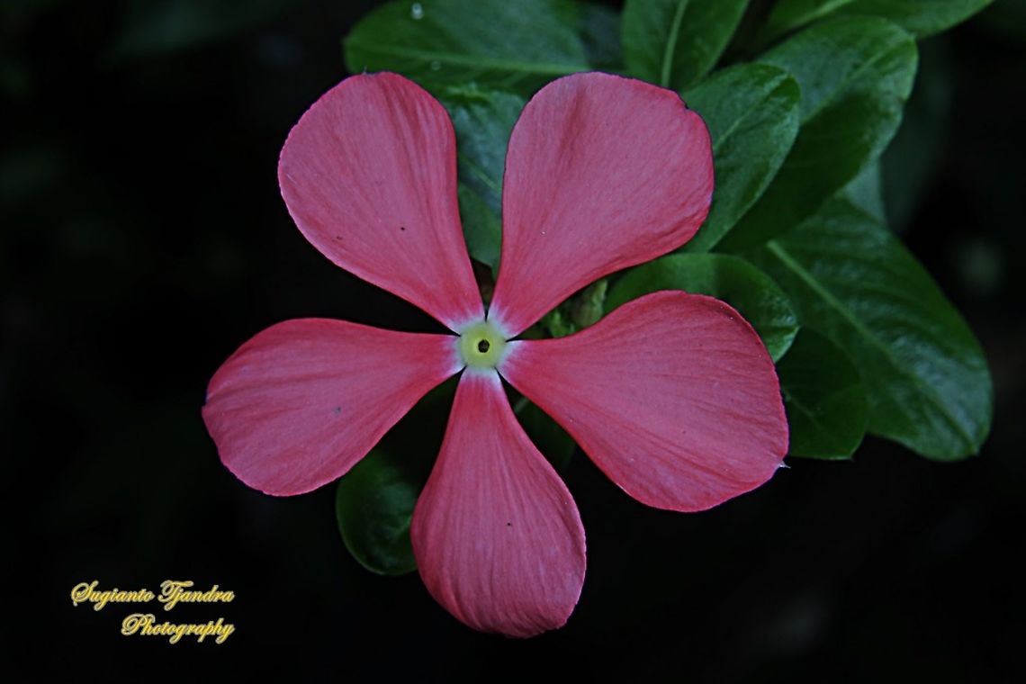 Tapak Dara/ Madagascar Periwinkle,  Catharanthus roseus,  Apocynaceae  Catharanthus roseus,Fall,Geotagged,Indonesia,Madagascar rosy periwinkle