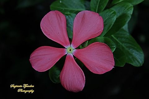 Tapak Dara/ Madagascar Periwinkle,  Catharanthus roseus,  Apocynaceae  Catharanthus roseus,Fall,Geotagged,Indonesia,Madagascar rosy periwinkle