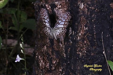 Blue Glassy Tiger Butterfly, Ideopsis vulgaris "flying on to the Chinese Violet Weed flower, Asystasia gangetica"  Blue Glassy Tiger,Fall,Geotagged,Ideopsis vulgaris,Indonesia
