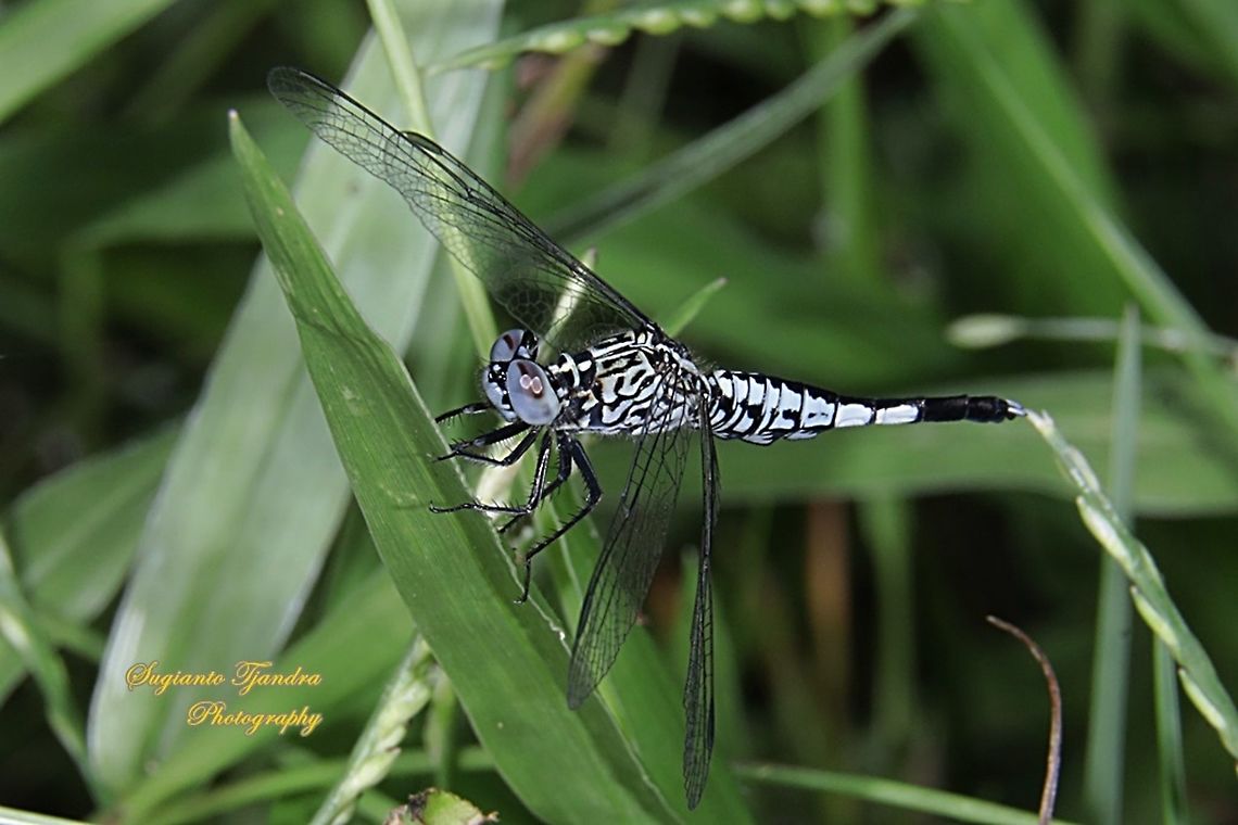 Trumpet tail dragonfly, Acisoma panorpoides - Male  Acisoma panorpoides,Fall,Geotagged,Grizzled pintail,Indonesia