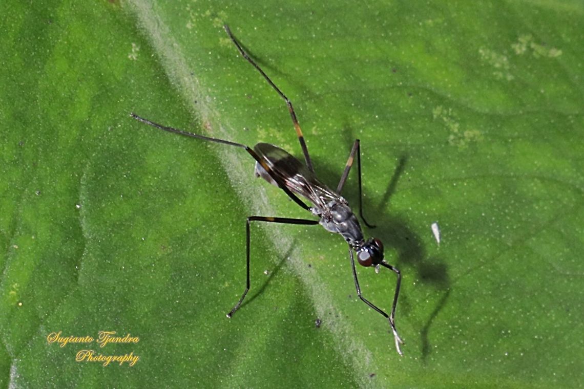 Stilt-Legged Fly (Taeniaptera trivittata), Family Micropezidae  Fall,Geotagged,Indonesia,Taeniaptera trivittata