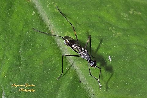 Stilt-Legged Fly (Taeniaptera trivittata), Family Micropezidae  Fall,Geotagged,Indonesia,Taeniaptera trivittata