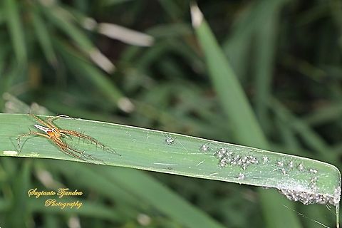 Lynx Spider, Oxyopes sp, family Oxyopidae - female "looking after her babies"  Fall,Geotagged,Indonesia