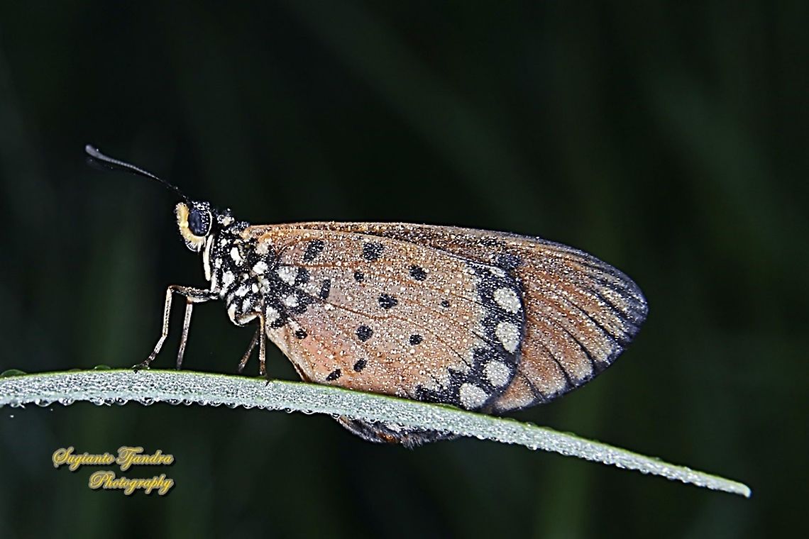 Tawny Coster Butterfly, Acraea terpsicore Linnaeus - Underside  Acraea terpsicore,Fall,Geotagged,Indonesia,Tawny coster