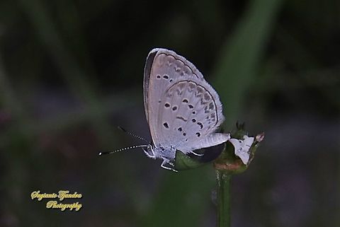 Pale Grass Blue, Zizeeria maha serica  Fall,Geotagged,Indonesia,Pale grass blue,Pseudozizeeria maha